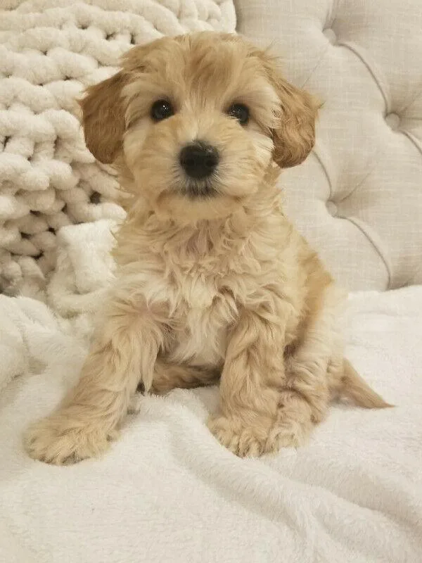 Miniature Schnoodles