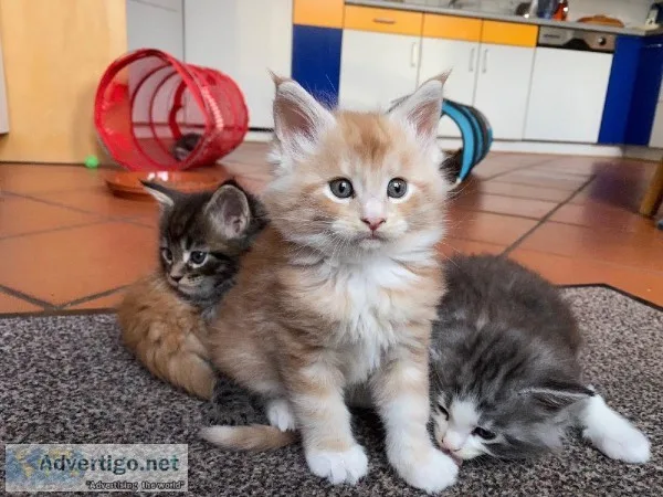 Maine Coon kittens purebred 10 weeks