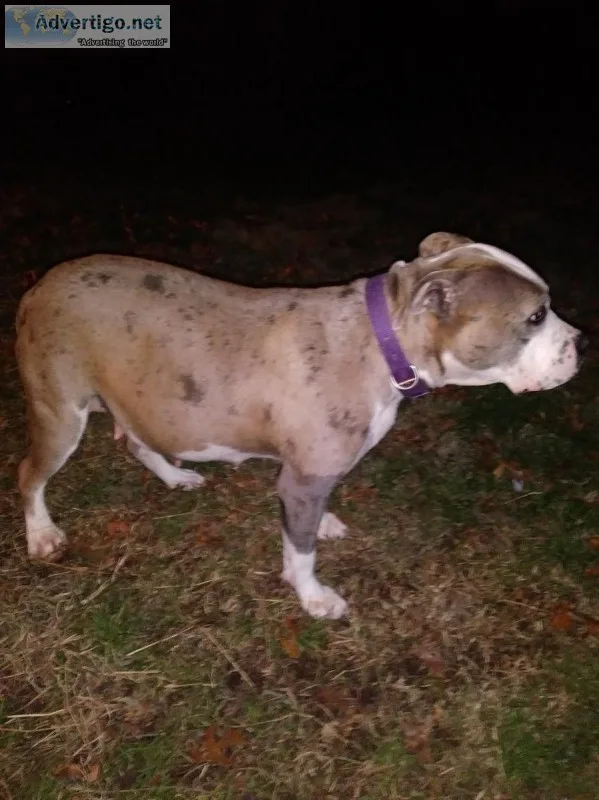Merle bully litter
