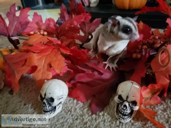2 sugar gliders