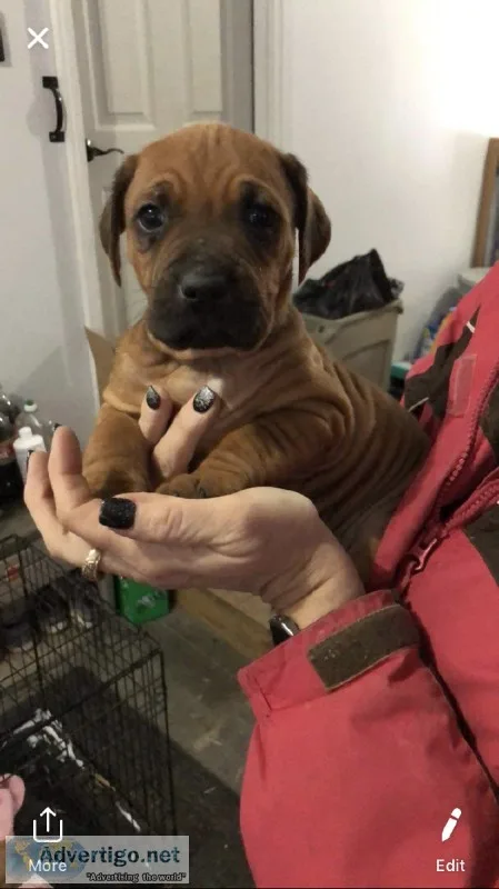 Boxerhound mix