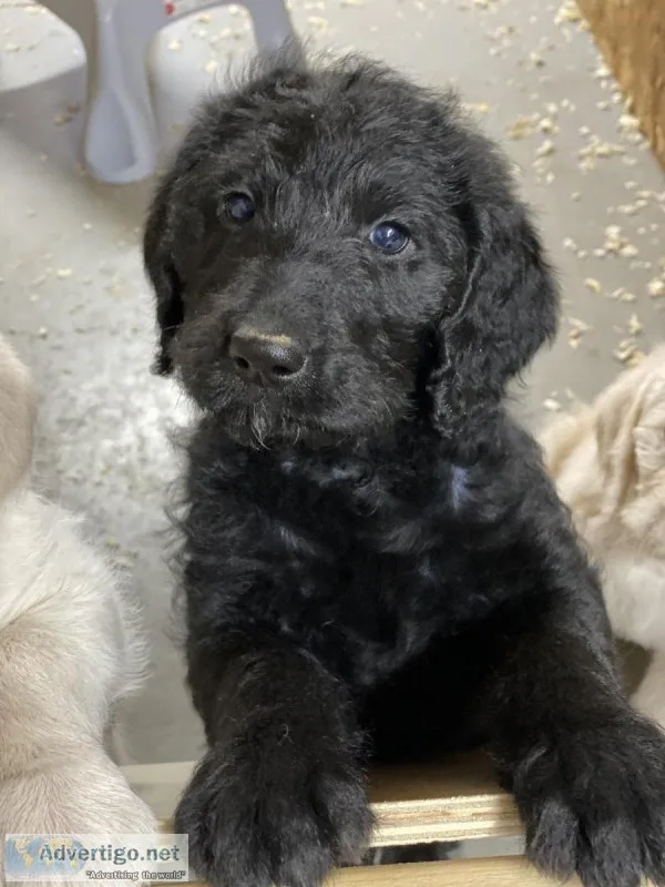 F1 Labradoodle puppies