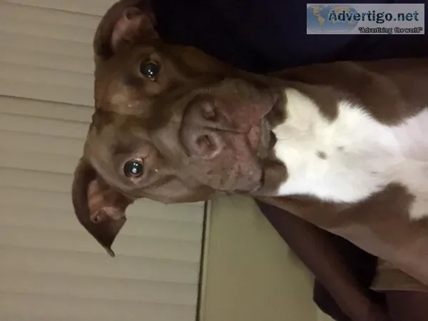American Pitbull for sale