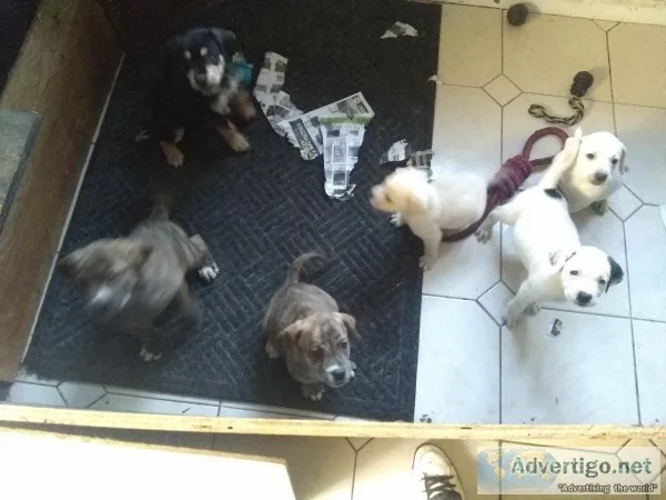 Puppies