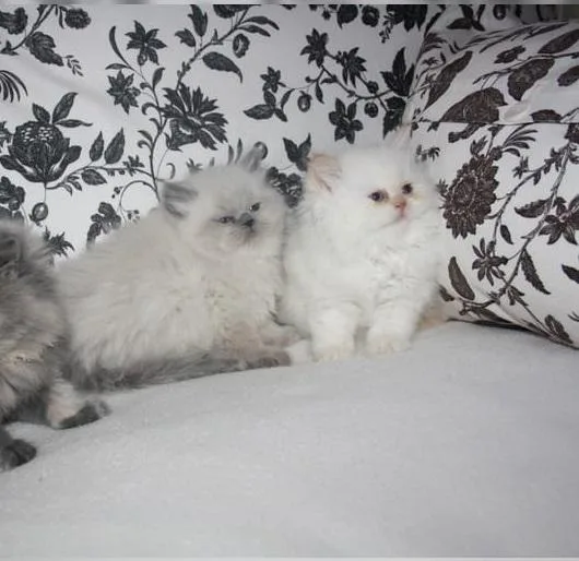 Cream White persian kittens