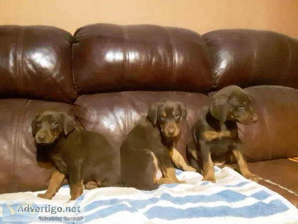 Doberman puppies