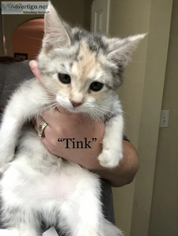 12 Maine Coon Kitten