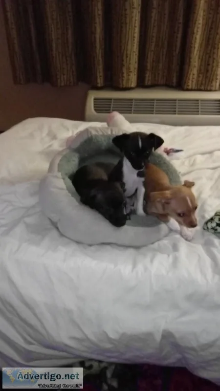 3 SMALL FUN AND INCREDIBLY ADORABLE PUP S