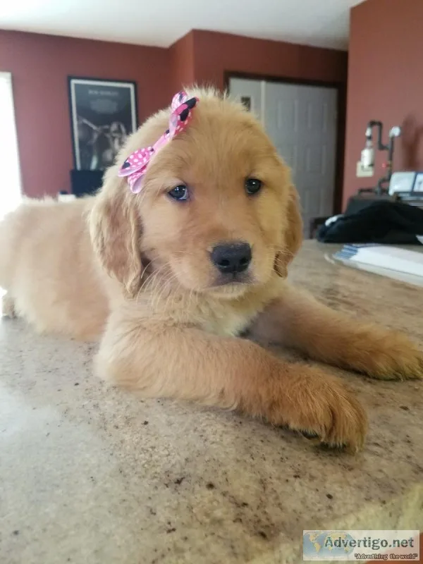 Golden Retriever Puppies AKC for sale