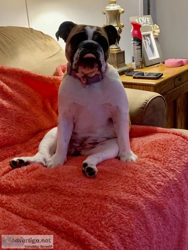 AKC English Bulldog