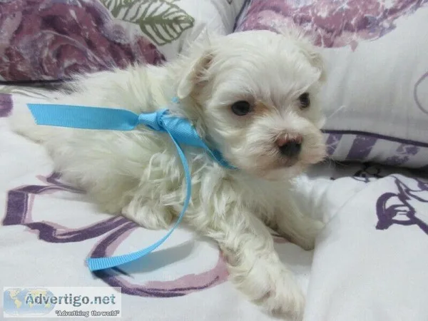 PURE MALE MALTESE FOR SALE NON SHEDDING and HYPO-ALLERGENIC