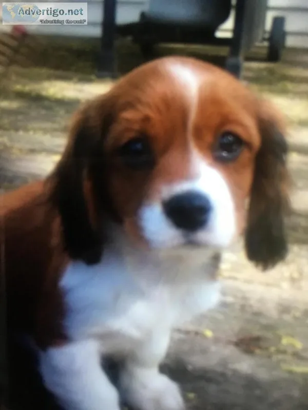 King Charles cavapoo puppies