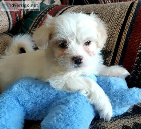 Malteese cross puppies