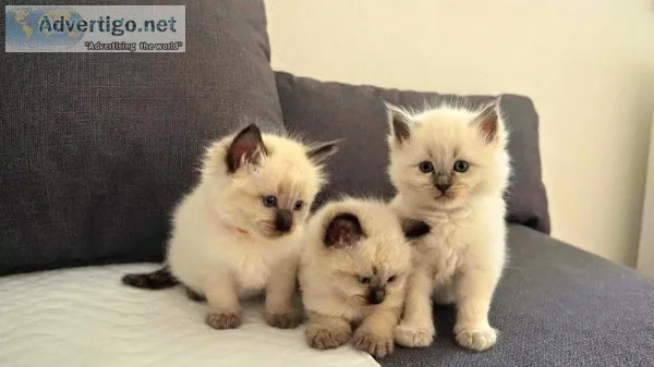 White Ragdoll kittens