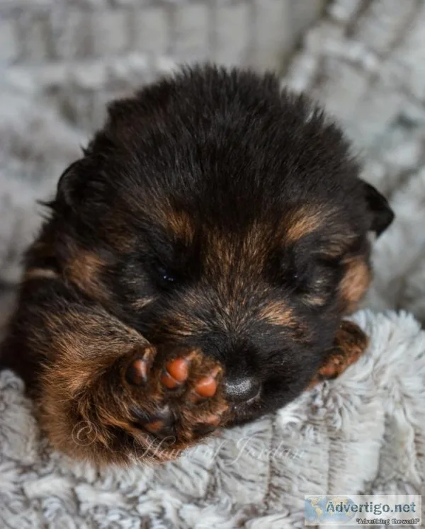 German Shepherd pups from Titled imported male