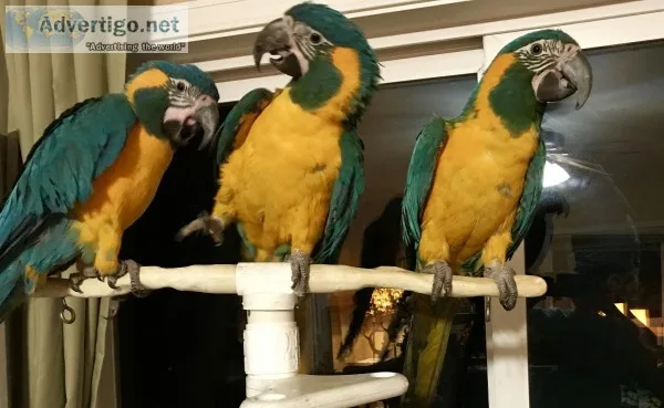 Rare Blue Throated Macaw
