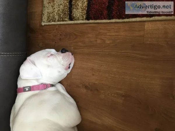 Boxer-pit mixed