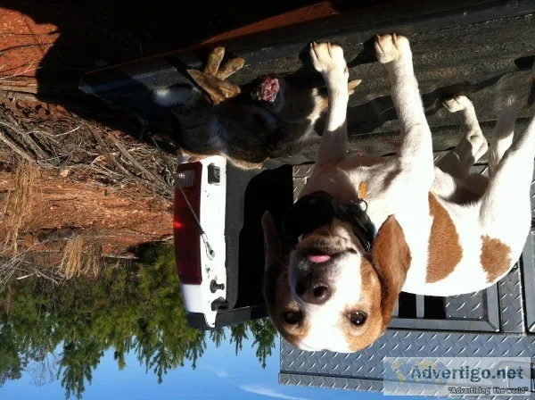 Guided Rabbit Hunt