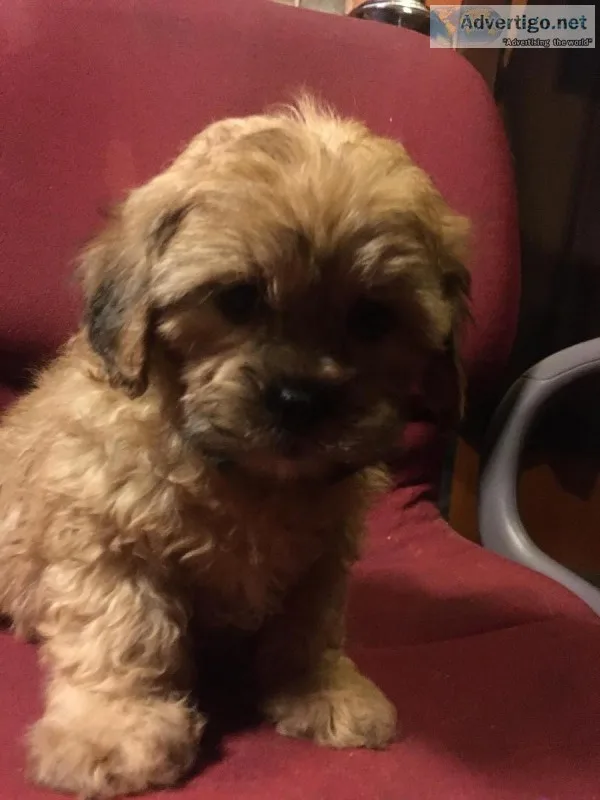 Yorkie Poo tzu puppies