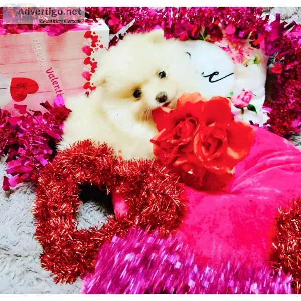 Puppies Pomeranian