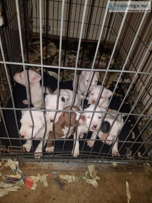 Beautiful 6 week pitbull puppies Eli redboy Jocko