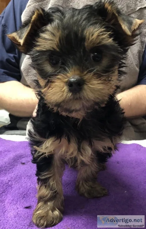 Yorkies