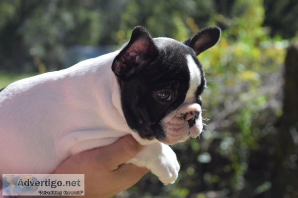 AKC French Bulldog Puppies Available