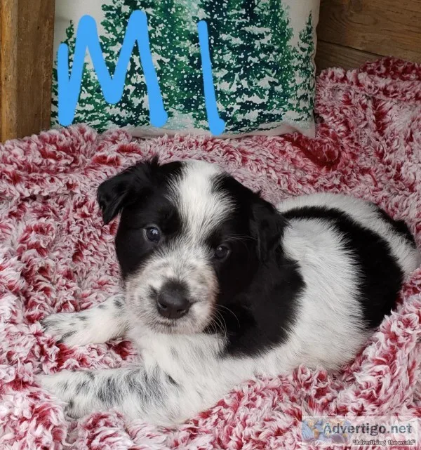 Border Aussie puppies