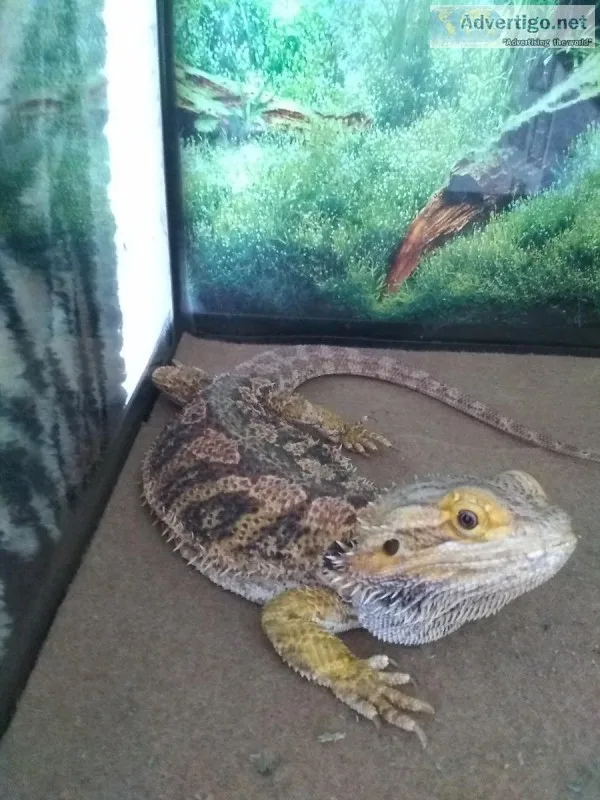 2 Adult Bearded Dragons