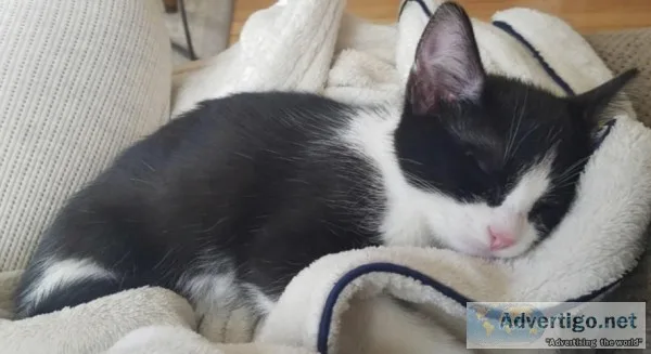 Ruth (kitten)