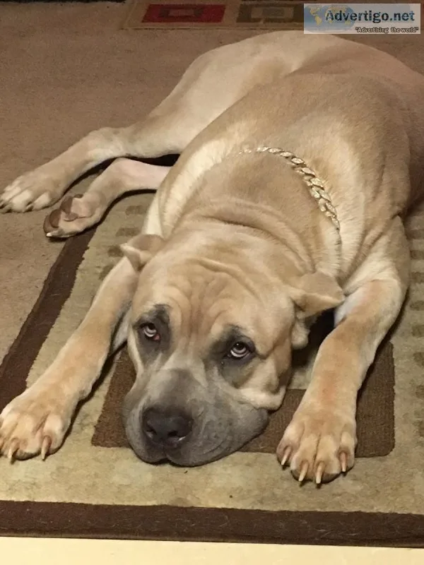 Male Cane Corso