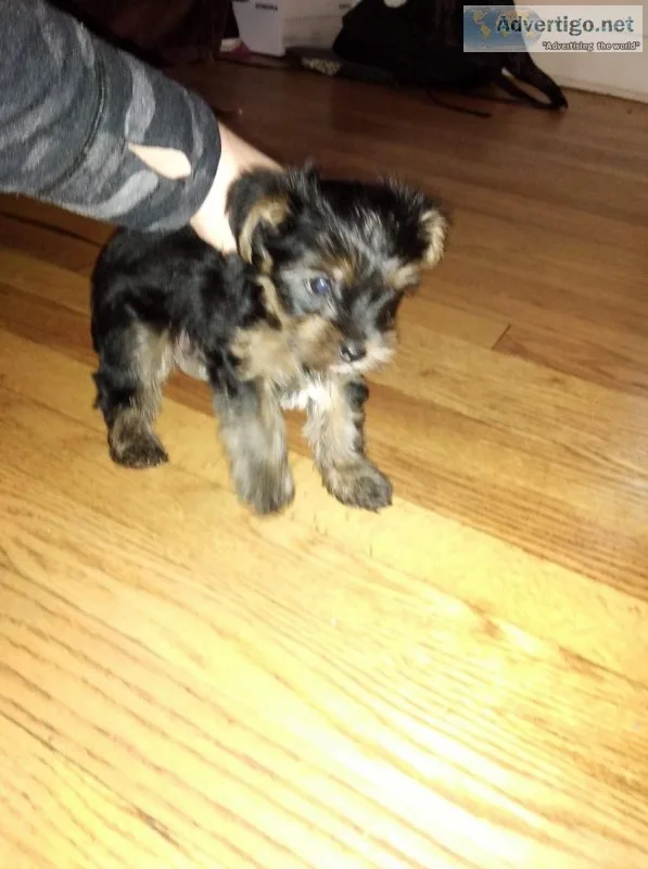 Yorkshire Terriers