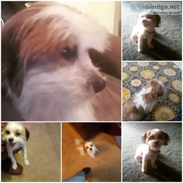 Free shih tzu