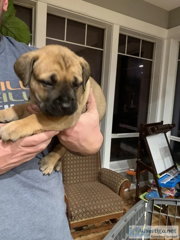 Boerboel Puppies (South African Mastiffs)