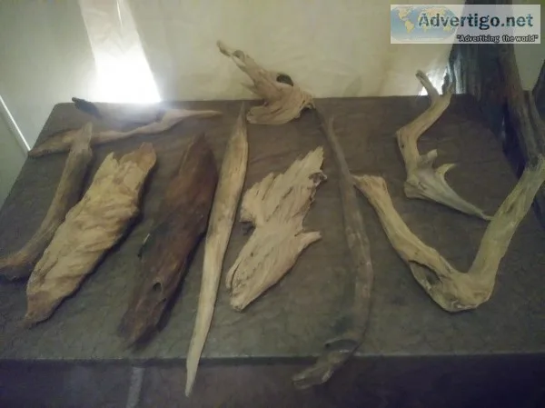 Pitch wood Pine Knots decor