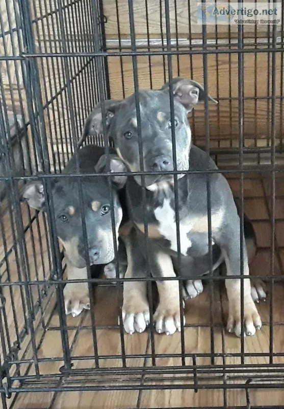 Standard American bully pup