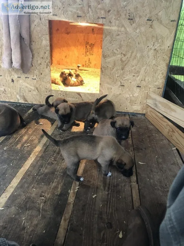 Belgian Malinois