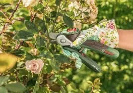Hire Best Tree Pruning Expert in Your Area