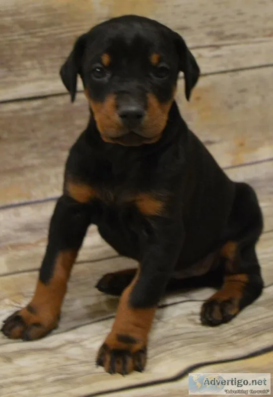 Doberman puppies