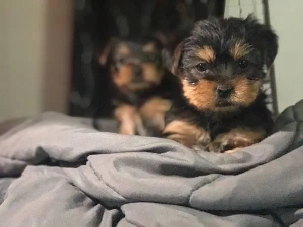 Quality Bred Family Rasied Yorkie Pup