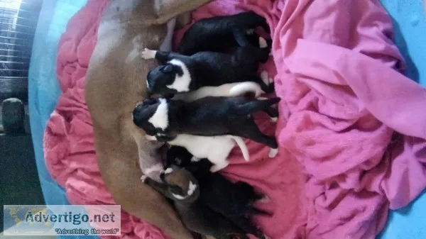 Seal boxers and White boxers for sale