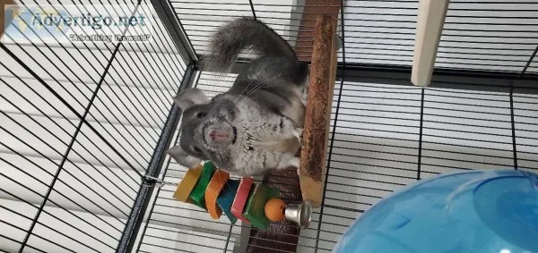 Female Chinchilla
