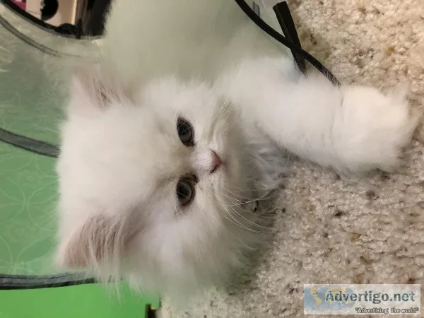 5 month old Persian cat 400