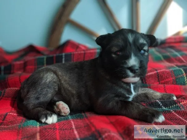 AKC registered Huskies Puppies