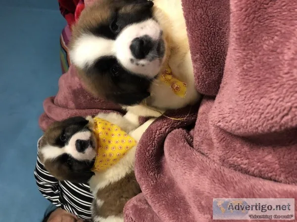 St.bernard puppy