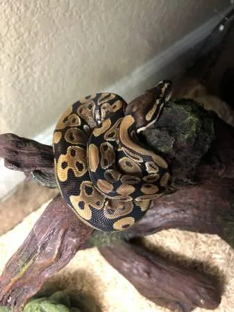 Ball python with set up