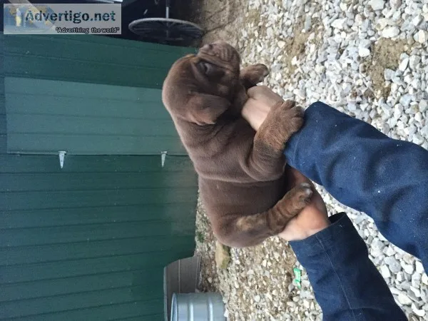 Olde English bulldogges puppies
