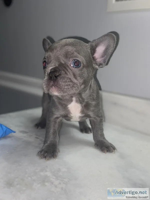 French bulldog puppies