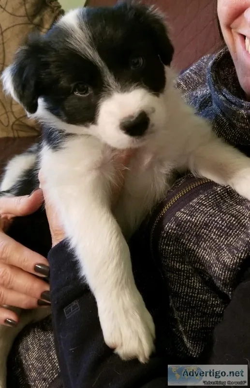 Border Collie puppies