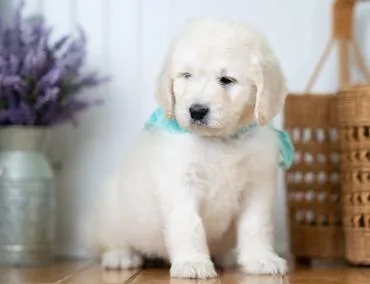English cream golden doodle